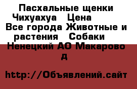 Пасхальные щенки Чихуахуа › Цена ­ 400 - Все города Животные и растения » Собаки   . Ненецкий АО,Макарово д.